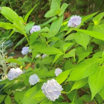 原種リナリアが咲き出して＆ボニーの花柄摘み疲れました