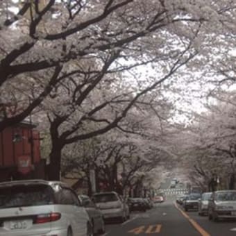 春、桜並木！