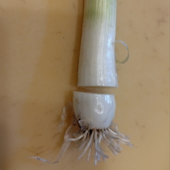 ペットボトルで白ネギ栽培〜抜いてみた