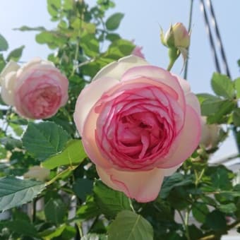 ピエールドロンサールが咲いて
