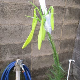 7月終了も秒読みですね