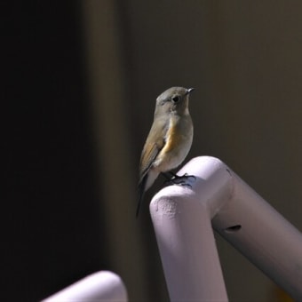 野鳥シリーズ　４