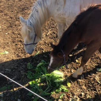 馬の餌やり