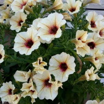 夏真っ盛りの庭