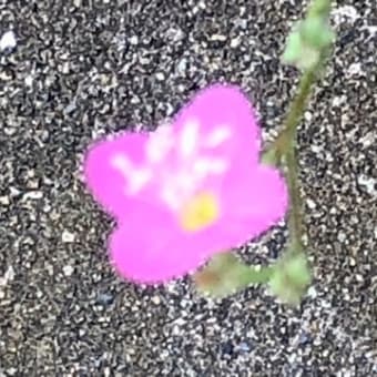 泣かないおまえ(TIKTOKヴァニー😱)
