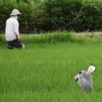 野鳥散歩