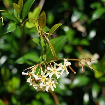 ツル植物・木本、草本②　