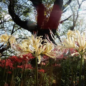 さくら堤公園の彼岸花