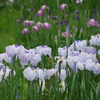吉香公園の花菖蒲園