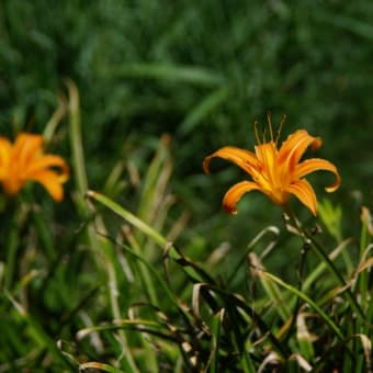 花を求め長居植物園へ