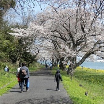 青島のソメイヨシノ　今が見頃　～湖山池・鳥取市～