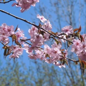 ２０２４年 桜と岩木山、そして山麓の花々