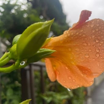もくよう・・・。