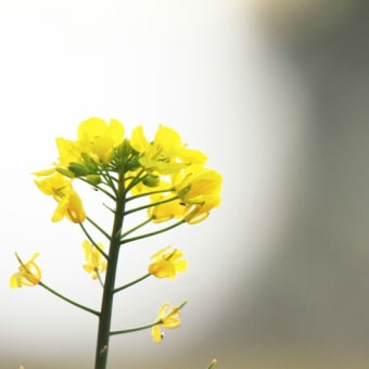 菜の花畑の風景！