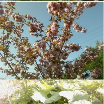 捨吉さんから頂きました　青森の八重桜と蕗