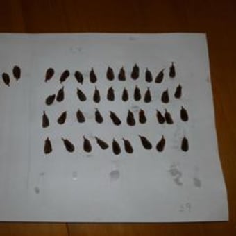 ブナの実