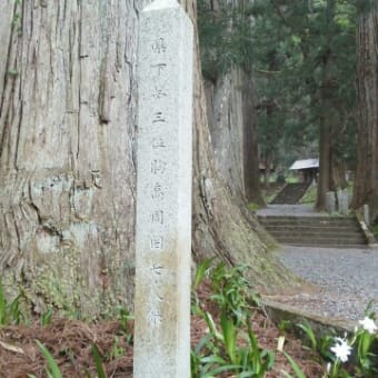 熊野神社の大杉