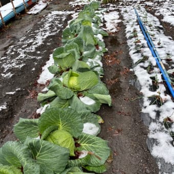 冬の囲い野菜収穫