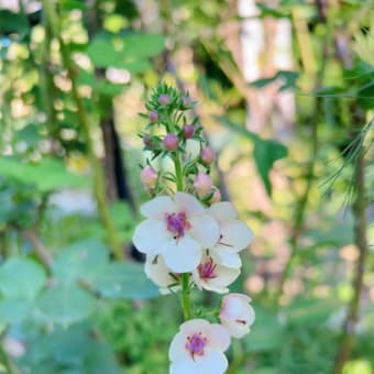 ちょっと不思議なステルンクーゲル🌼