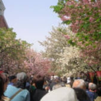 桜の通り抜け