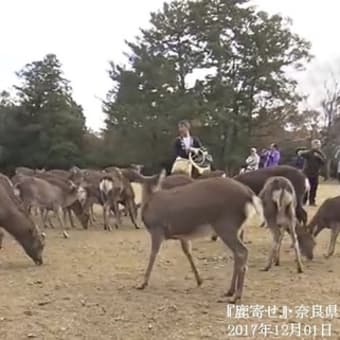 奈良公園で「鹿寄せ」　２０１７年１２月０１日
