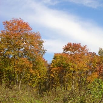 ウワミズザクラの紅葉が見頃です