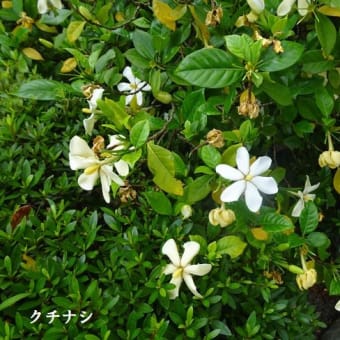 ６月例会「久留米の花菖蒲を求めて」（福岡県久留米市）