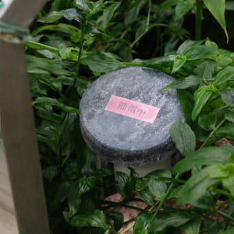 オキテ破りの植物園【渋谷区ふれあい植物センター】に行ってみた
