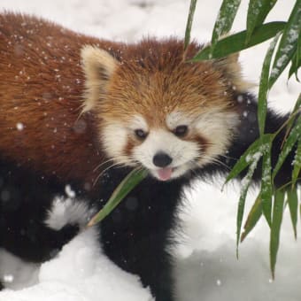 雪大好き