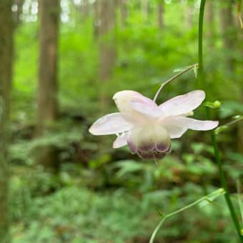 県民の森「レンゲショウマ」