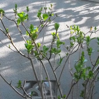 我が家の春とカモの写真