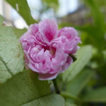 ほうきももに花が