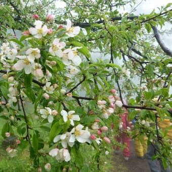 釜無ホテイアツモリソウに救われた　雨中の入笠山ハイキング