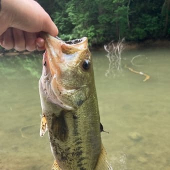 またまた同じ池で