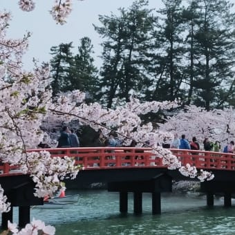 弘前公園の桜まつりへ