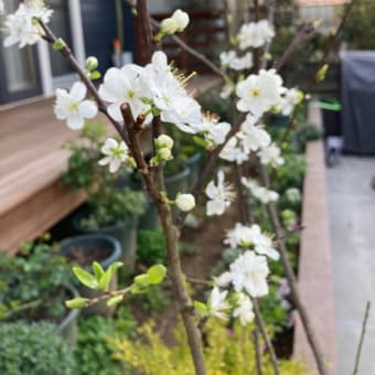 スモモのレーヌクロードの花