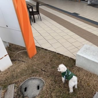 ランちゃんともりのみやキューズモールに行ってました　k-hashii-japan　2024年12月14日」