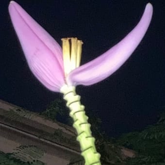 ピンクな開花