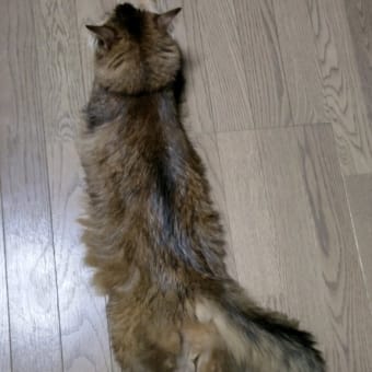 ピピとピアノ