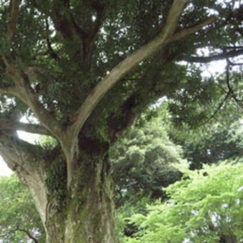 何百回の稽古　－渡辺正幸さん－