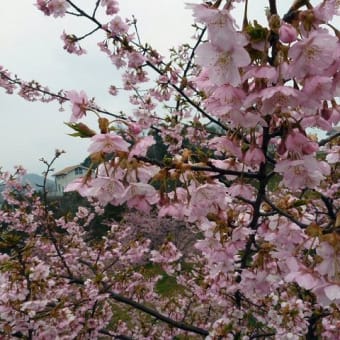 ３月３０日(金)「河津桜」(あかねこさん)
