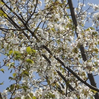 溝にシャガ ハナミズキ咲きサギと亀／ヨシノザクラで桜見納め（新河岸川・喜多院）