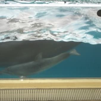 新江ノ島水族館に行ってきました♪