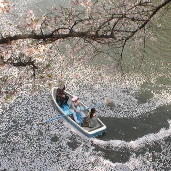 桜は皇居の　お堀の小舟　に　乗って　桜を櫓で　　掻き分けたい