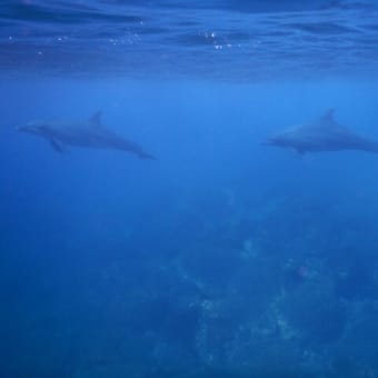 利島にいってきました!!2日目