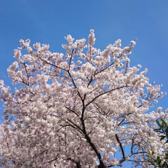 ２０１６年の桜