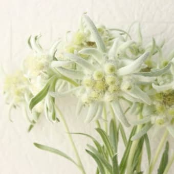 花々の眼差し