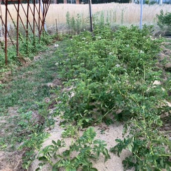 「自然の恵みを育む喜び：家庭菜園でのジャガイモ収穫を楽しみにして」