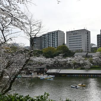 20240406後半、千鳥ヶ淵には辿り着けず、西の丸公園から東御苑経由で東京駅へ。よもやのルート。