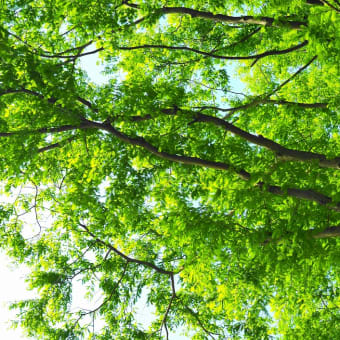 新緑に風薫る　メタセコイア並木